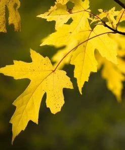 Brighter Blooms Silver Maple Tree