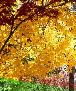 Brighter Blooms Silver Maple Tree