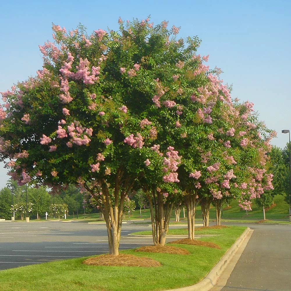 Brighter Blooms Sioux Crape Myrtle 2 Brighter Blooms Sioux Crape Myrtle