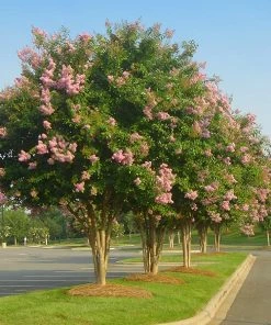 Brighter Blooms Sioux Crape Myrtle