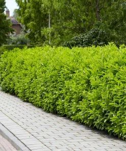 Brighter Blooms Shrubs & Hedges Cool-Climate Shade Garden Kit 11 Brighter Blooms Shrubs & Hedges Cool-Climate Shade Garden Kit