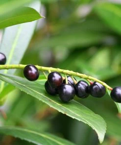 Brighter Blooms Skip Laurel Shrub Shrubs & Hedges