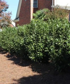 Brighter Blooms Skip Laurel Shrub Shrubs & Hedges