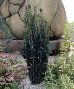 Brighter Blooms Evergreen & Privacy Sky Pencil Holly Tree