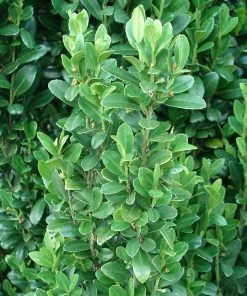 Brighter Blooms Evergreen & Privacy Sky Pencil Holly Tree 11 Brighter Blooms Evergreen & Privacy Sky Pencil Holly Tree