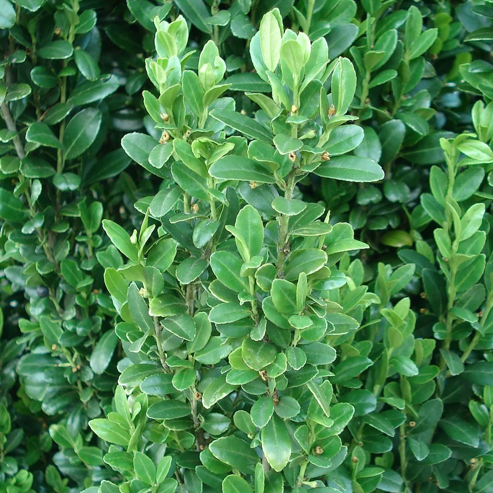 Brighter Blooms Evergreen & Privacy Sky Pencil Holly Tree 6 Brighter Blooms Evergreen & Privacy Sky Pencil Holly Tree