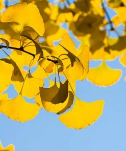 Brighter Blooms Sky Tower Ginkgo Tree 5 Brighter Blooms Sky Tower Ginkgo Tree
