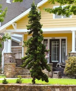 Brighter Blooms Slender Hinoki Cypress Tree Evergreen & Privacy