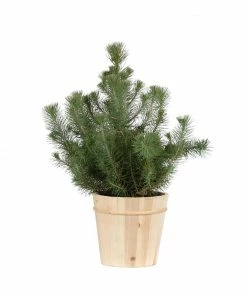 Brighter Blooms Italian Stone Pine Tree In Decorative Pot Shrubs & Hedges 8 Brighter Blooms Italian Stone Pine Tree In Decorative Pot Shrubs & Hedges