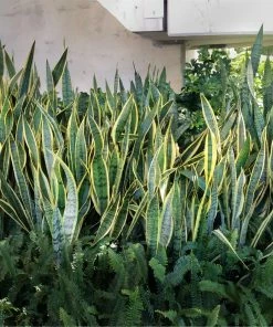 Brighter Blooms SHOP ALL Snake Plant