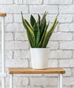 Brighter Blooms SHOP ALL Snake Plant