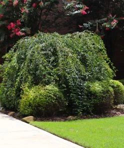 Brighter Blooms Snow Fountains® Weeping Cherry Tree Flowering Trees