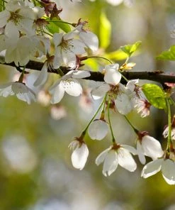 Brighter Blooms Snow Fountains® Weeping Cherry Tree Flowering Trees