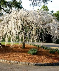 Brighter Blooms Snow Fountains® Weeping Cherry Tree Flowering Trees