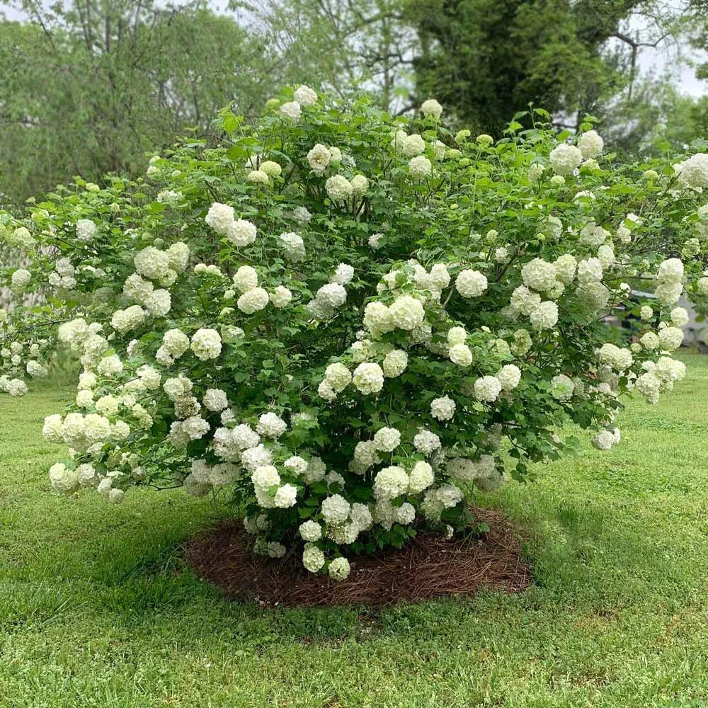 Brighter Blooms Snowball Viburnum Bush Shrubs & Hedges 4 Brighter Blooms Snowball Viburnum Bush Shrubs & Hedges