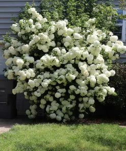 Brighter Blooms Snowball Viburnum Bush Shrubs & Hedges 11 Brighter Blooms Snowball Viburnum Bush Shrubs & Hedges