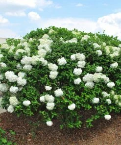 Brighter Blooms Snowball Viburnum Bush Shrubs & Hedges 8 Brighter Blooms Snowball Viburnum Bush Shrubs & Hedges