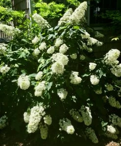 Brighter Blooms Snowcicle Hydrangea Shrub Shrubs & Hedges 7 Brighter Blooms Snowcicle Hydrangea Shrub Shrubs & Hedges