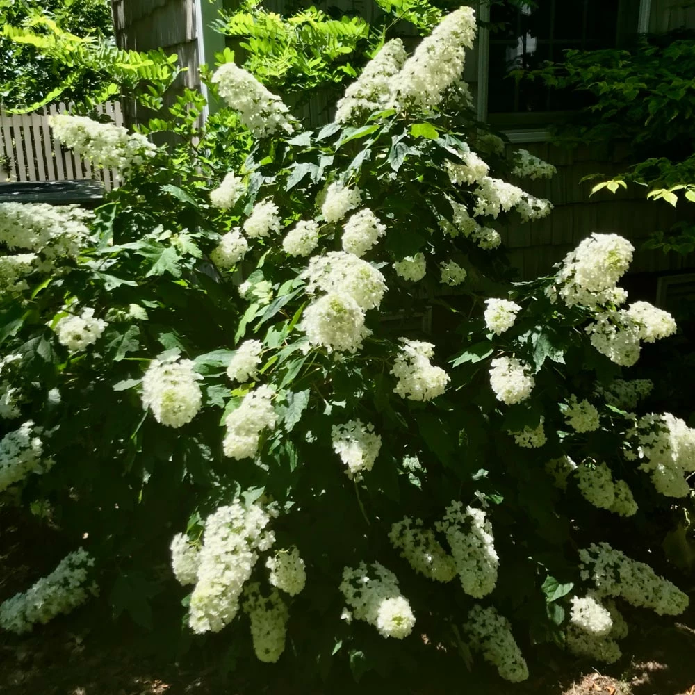 Brighter Blooms Snowcicle Hydrangea Shrub Shrubs & Hedges 3 Brighter Blooms Snowcicle Hydrangea Shrub Shrubs & Hedges