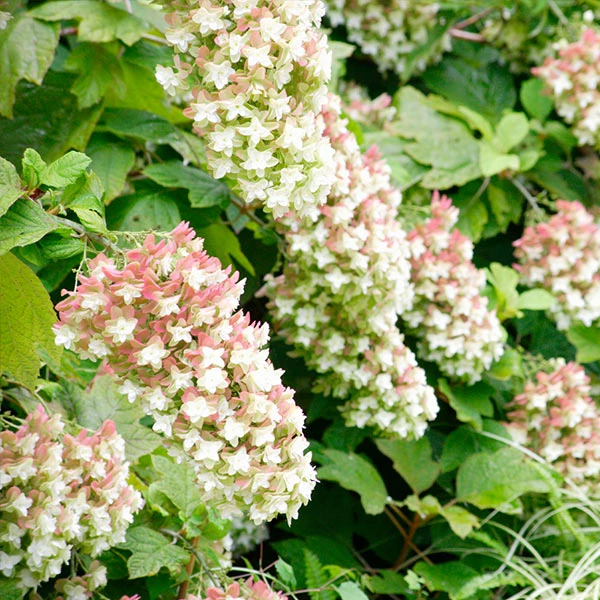 Brighter Blooms Snowcicle Hydrangea Shrub Shrubs & Hedges 1 Brighter Blooms Snowcicle Hydrangea Shrub Shrubs & Hedges