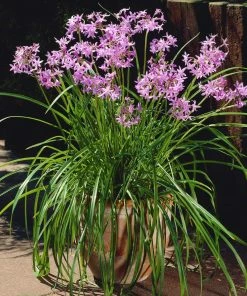 Brighter Blooms Society Garlic Plant Ornamental Grasses