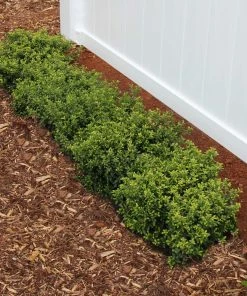 Brighter Blooms Soft Touch Holly Shrub