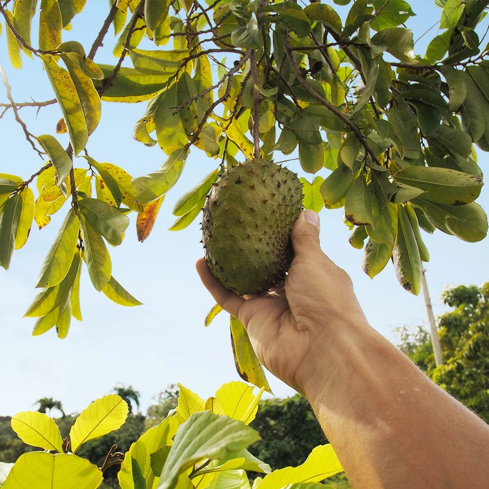 Brighter Blooms Soursop 'Guanabana' Tree Fruit Trees 3 Brighter Blooms Soursop 'Guanabana' Tree Fruit Trees
