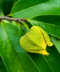 Brighter Blooms Soursop 'Guanabana' Tree Fruit Trees 10 Brighter Blooms Soursop 'Guanabana' Tree Fruit Trees