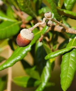 Brighter Blooms Live Oak Tree