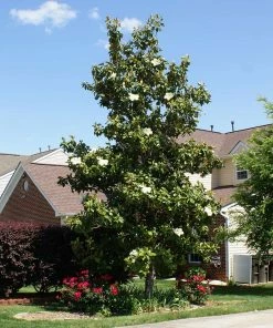 Brighter Blooms Evergreen & Privacy Southern Magnolia Tree