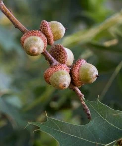 Brighter Blooms Shade Trees Southern Red Oak Tree 8 Brighter Blooms Shade Trees Southern Red Oak Tree