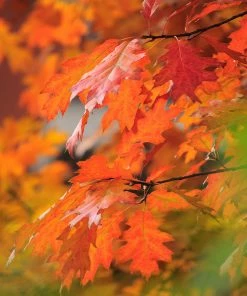 Brighter Blooms Shade Trees Southern Red Oak Tree 7 Brighter Blooms Shade Trees Southern Red Oak Tree
