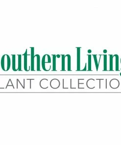 Brighter Blooms Shrubs & Hedges Jubilation Gardenia Shrub 9 Brighter Blooms Shrubs & Hedges Jubilation Gardenia Shrub