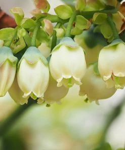 Brighter Blooms Blueberry Bushes Spartan Blueberry Bush