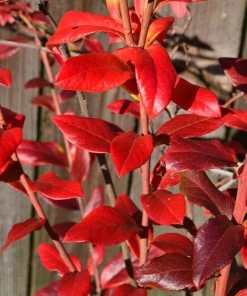 Brighter Blooms Blueberry Bushes Spartan Blueberry Bush