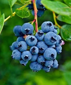 Brighter Blooms Blueberry Bushes Spartan Blueberry Bush