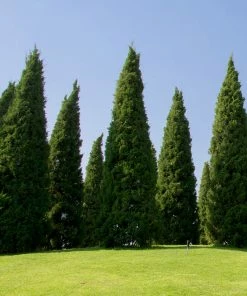 Brighter Blooms Spartan Juniper Tree Evergreen & Privacy 10 Brighter Blooms Spartan Juniper Tree Evergreen & Privacy