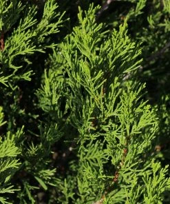 Brighter Blooms Spartan Juniper Tree Evergreen & Privacy 8 Brighter Blooms Spartan Juniper Tree Evergreen & Privacy