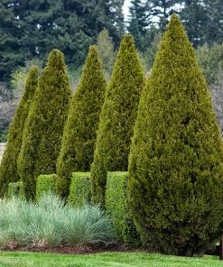 Brighter Blooms Spartan Juniper Tree Evergreen & Privacy