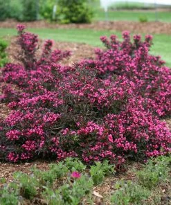 Brighter Blooms Spilled Wine® Weigela Shrub 7 Brighter Blooms Spilled Wine® Weigela Shrub