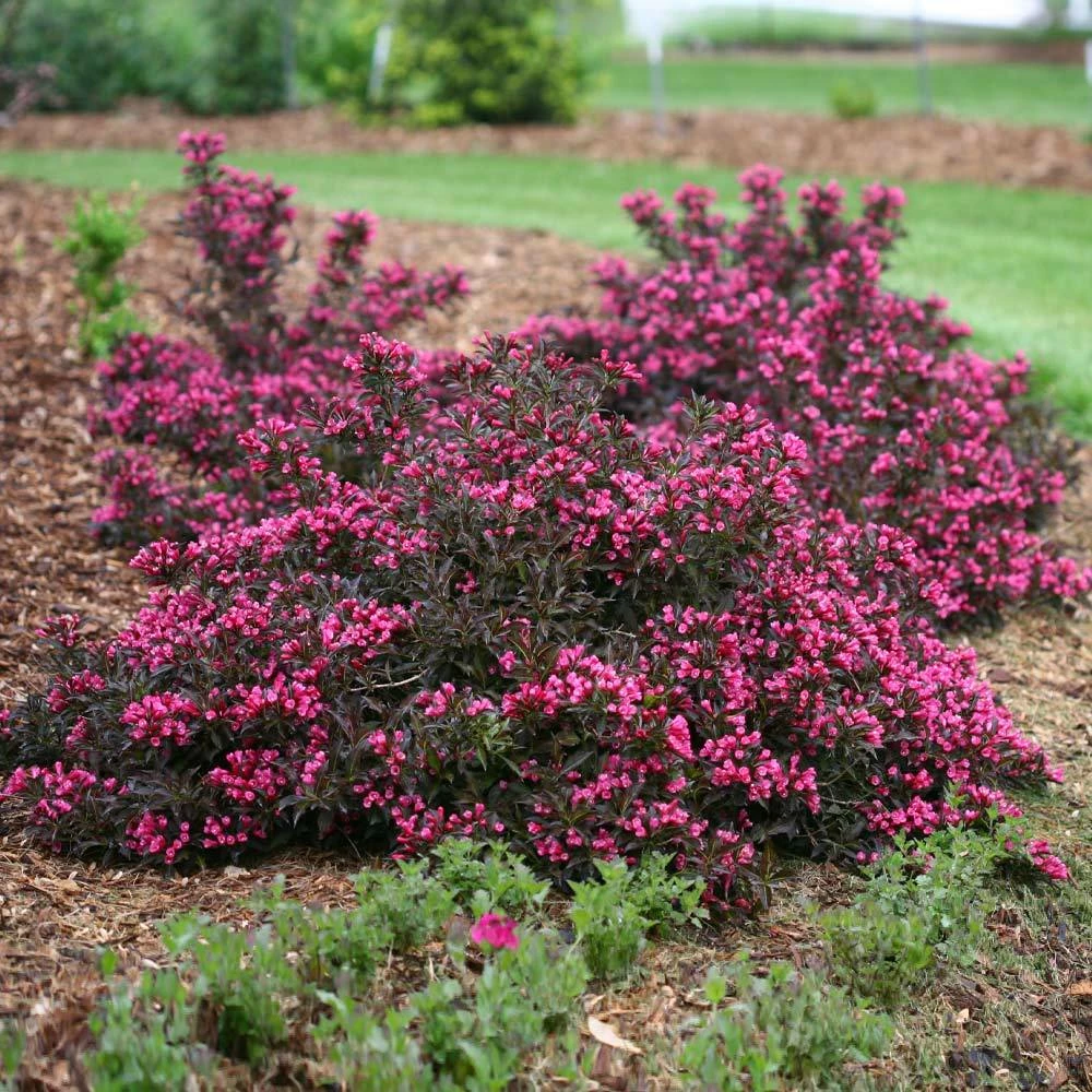 Brighter Blooms Spilled Wine® Weigela Shrub 3 Brighter Blooms Spilled Wine® Weigela Shrub