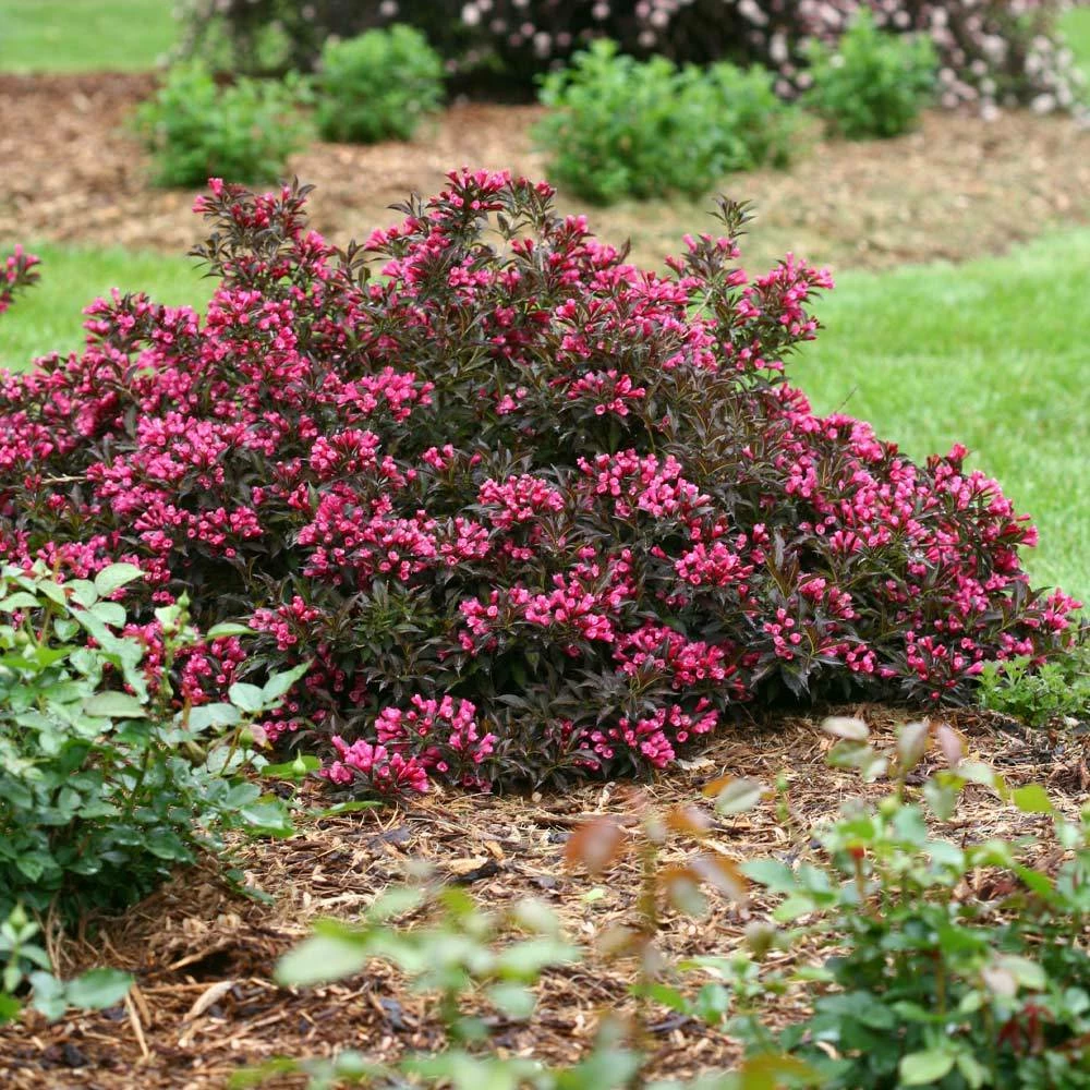 Brighter Blooms Spilled Wine® Weigela Shrub 2 Brighter Blooms Spilled Wine® Weigela Shrub