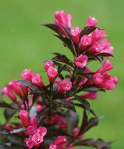 Brighter Blooms Spilled Wine® Weigela Shrub 8 Brighter Blooms Spilled Wine® Weigela Shrub