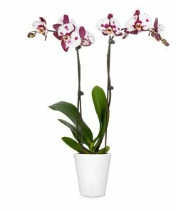 Brighter Blooms SHOP ALL Orchid Plant In White Pot