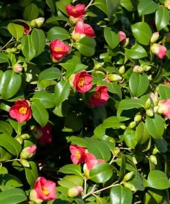 Brighter Blooms Camellia Shrubs Spring's Promise Camellia Shrub 7 Brighter Blooms Camellia Shrubs Spring's Promise Camellia Shrub