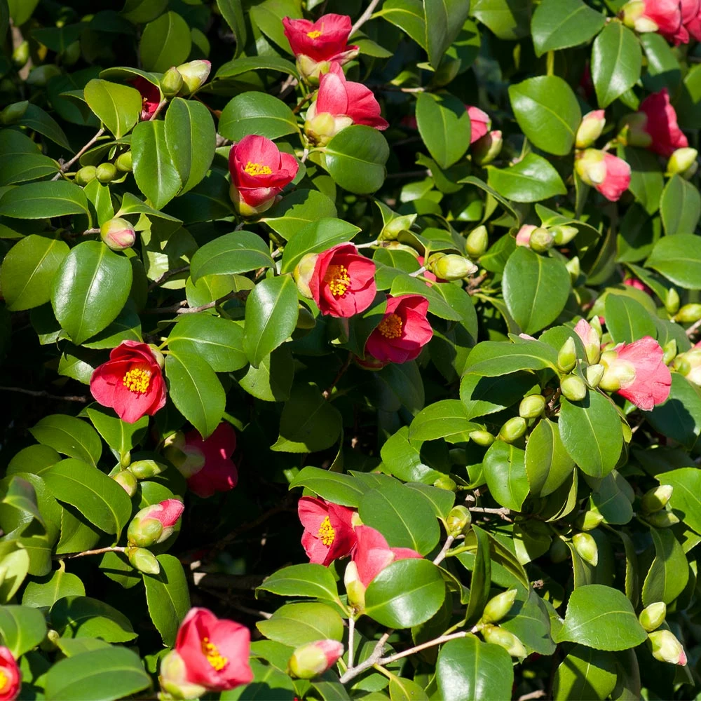 Brighter Blooms Camellia Shrubs Spring's Promise Camellia Shrub 4 Brighter Blooms Camellia Shrubs Spring's Promise Camellia Shrub
