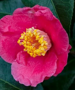 Brighter Blooms Camellia Shrubs Spring's Promise Camellia Shrub