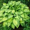 Brighter Blooms Perennials Stained Glass Hosta