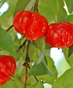 Brighter Blooms Star Cherry Tree (Pitanga)