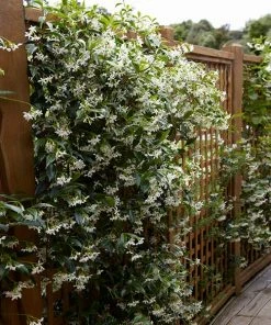 Brighter Blooms Star Jasmine Vine